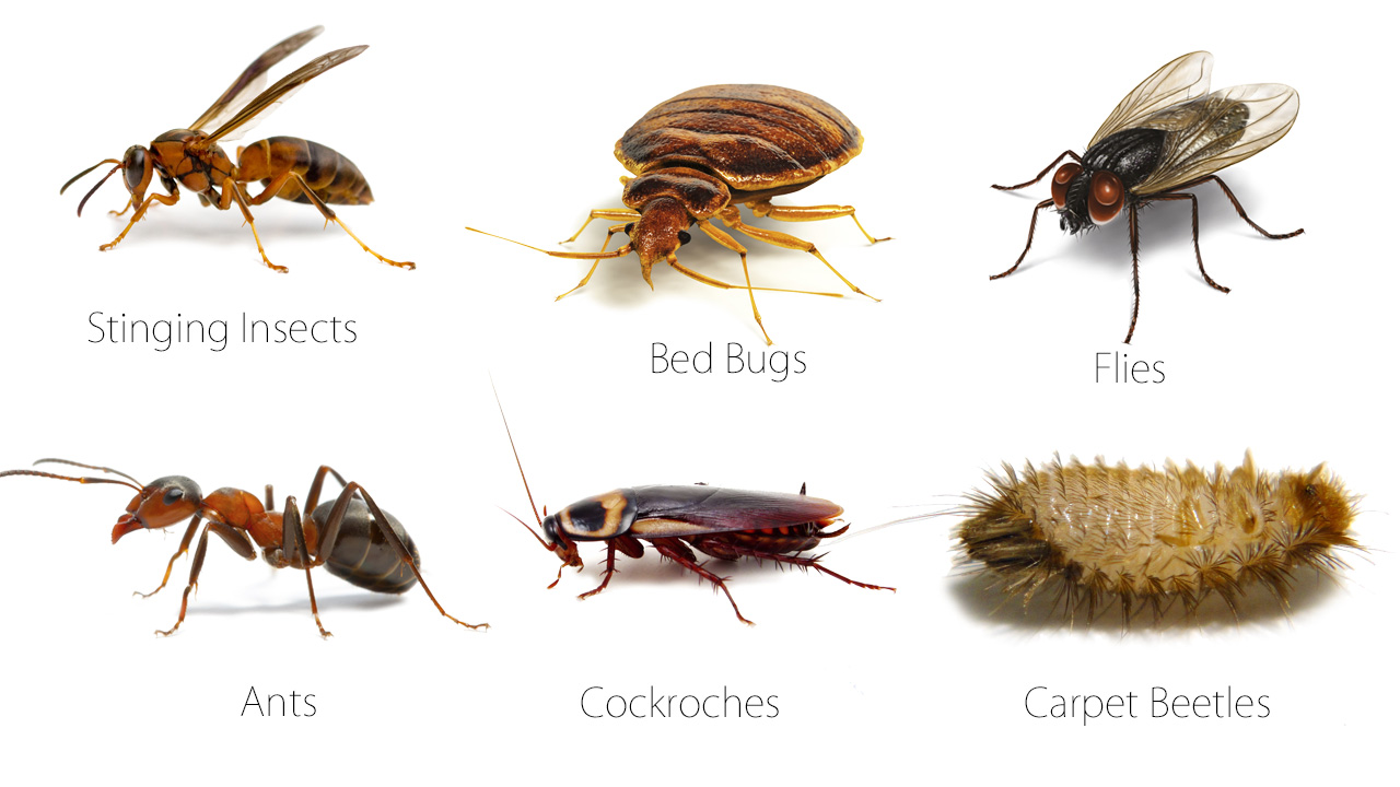 Pest Allergy Building Biology types-of-beetles-animal-spot