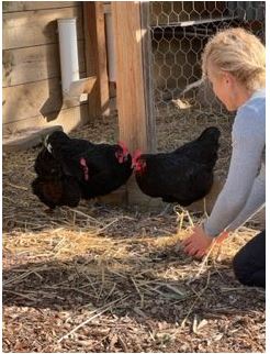 Backyard Chooks